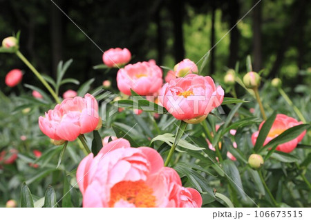 芍薬（シャクヤク）の花 106673515
