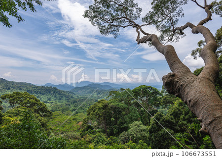 Scenery of National Kinabalu Park, Taman Negara Kinabalu, in Sabah, East Malaysia 106673551