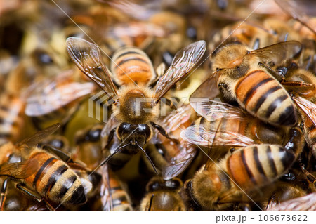 蜂 ハチ 蜜蜂 106673622
