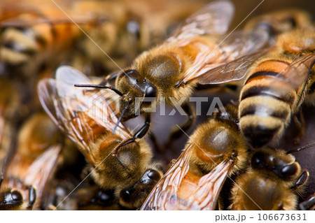 蜂 ハチ 蜜蜂 106673631