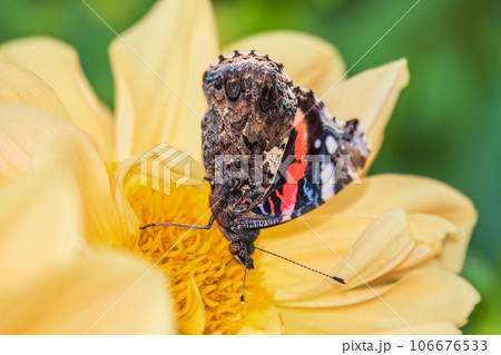 Indian red admiral butterfly, Vanessa vulcania, collects nectar on a yellow flower closeup. Indian red admiral butterfly, Vanessa vulcania, collects nectar on a yellow flower closeup. 106676533