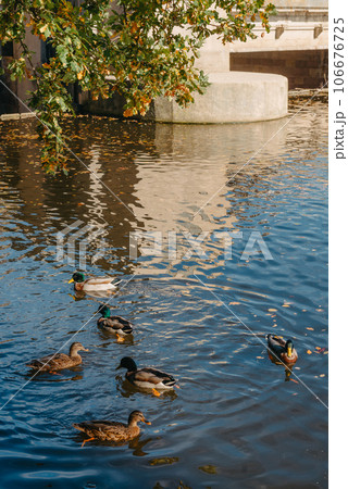 Ducks on the lake in the park. Park in the fall. Autumn trees. Wild ducks are reflected in the lake. Multi-colored bird feathers. A pond with wild ducks and drakes. A duck lake full of beautiful ducks 106676725