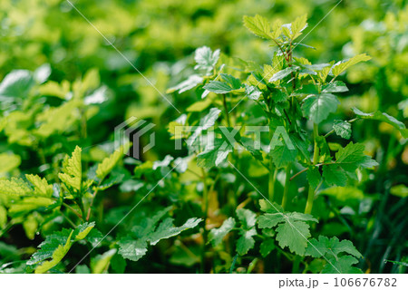 Close up of fresh thick grass with water drops in the early morning. Closeup of lush uncut green grass with drops of dew in soft morning light 106676782