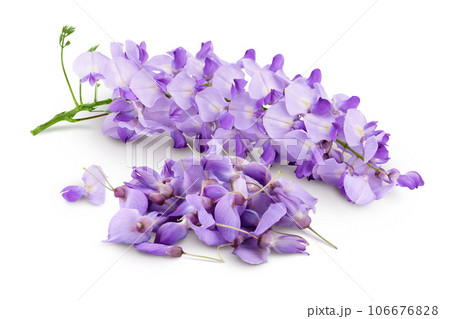 Wisteria flowers isolated on white background with full depth of field 106676828