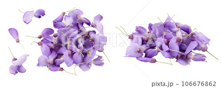 Wisteria flowers isolated on white background with full depth of field. Top view. Flat lay 106676862