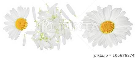 chamomile or daisies petals isolated on white background . Set or collection. 106676874