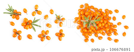 Sea buckthorn. Fresh ripe berry with leaves isolated on white background. Top view. Flat lay pattern 106676891