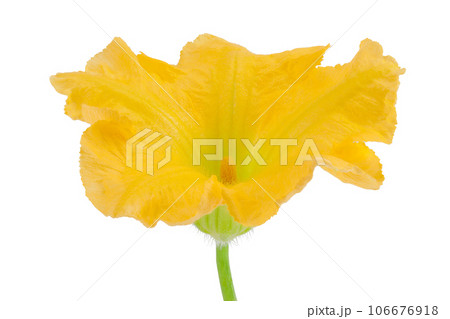 Yellow pumpkin or zucchini flower isolated on a white background. 106676918