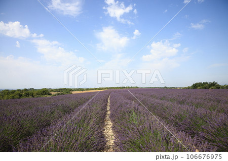 南フランス、ヴァレンソール地方の広大なラベンダー畑 南フランス、ヴァレンソール地方の広大なラベンダー畑 106676975