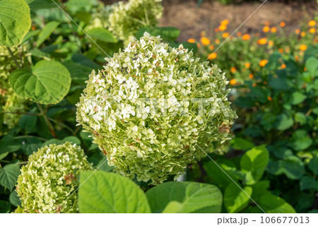 Green blooming hydrangea against a background of green leaves under sunlight. 106677013