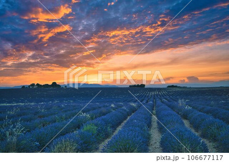 南フランス、ヴァレンソール地方の広大なラベンダー畑の夕景 南フランス、ヴァレンソール地方の広大なラベンダー畑の夕景 106677117