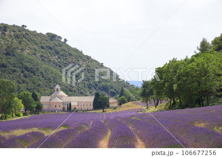 南フランス、プロヴァンス地方のセナンク修道院と見事に咲いたラベンダー 南フランス、プロヴァンス地方のセナンク修道院と見事に咲いたラベンダー 106677256