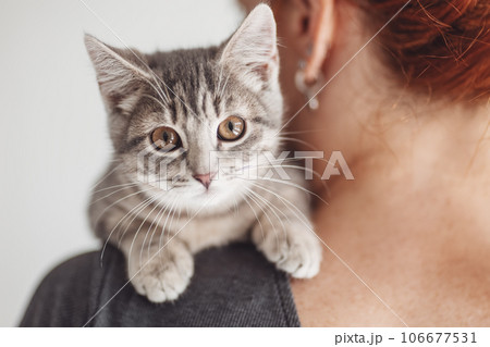 Little grey kitten sittung on the woman's shoulder. Little grey kitten sittung on the woman's shoulder. 106677531