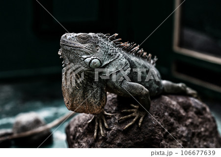 イグアナ 106677639