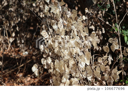 ゴウダソウの茶色の種のある風景 106677696