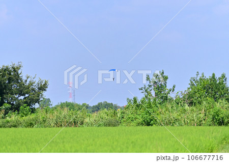 爽やかな青空の中スカイダイビングを楽しむ人たち 106677716