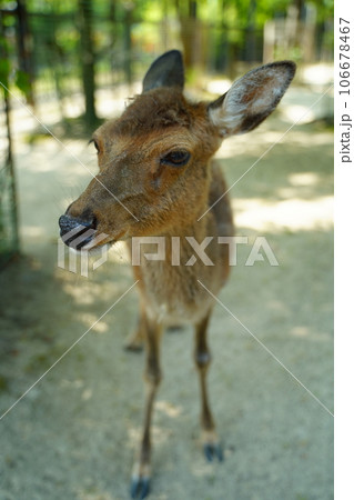 さいたま、大崎公園、こどもどうぶつえん、やぎ、鳥、鹿、看板、埼玉県、日本、動物、動物園、 さいたま、大崎公園、こどもどうぶつえん、やぎ、鳥、鹿、看板、埼玉県、日本、動物、動物園、 106678467