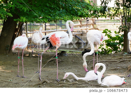 さいたま、大崎公園、こどもどうぶつえん、やぎ、鳥、鹿、看板、埼玉県、日本、動物、動物園、 さいたま、大崎公園、こどもどうぶつえん、やぎ、鳥、鹿、看板、埼玉県、日本、動物、動物園、 106678473