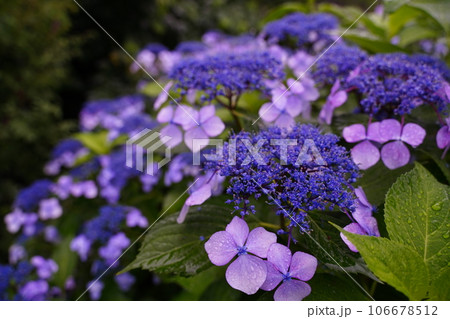 紫陽花、花、紫、ピンク、黒、ダーク、低露出、暗い、梅雨、6月、日本、 紫陽花、花、紫、ピンク、黒、ダーク、低露出、暗い、梅雨、6月、日本、 106678512