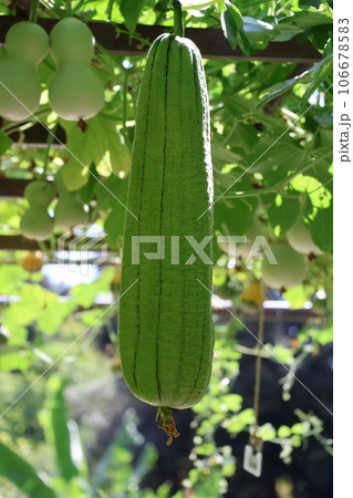 緑色の大きなへちまの実のアップの風景 緑色の大きなへちまの実のアップの風景 106678583