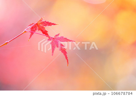 淡い背景と美しい紅葉 106678784