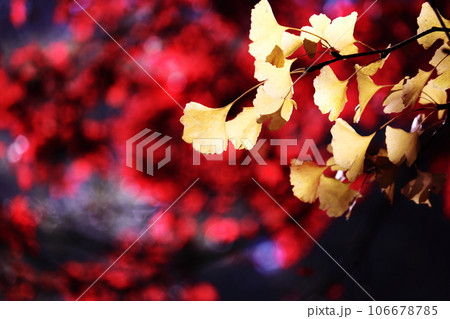紅葉を背景にしたイチョウの葉 紅葉を背景にしたイチョウの葉 106678785