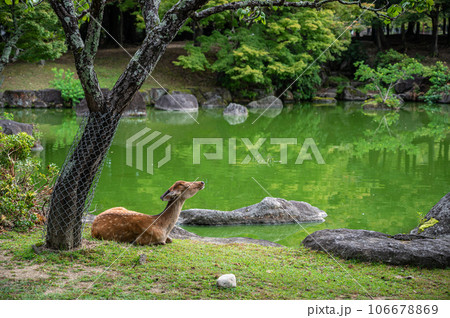 池の側に座る奈良公園の鹿 池の側に座る奈良公園の鹿 106678869