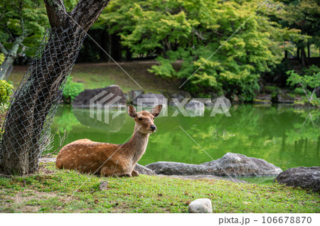 池の側に座る奈良公園の鹿 106678870
