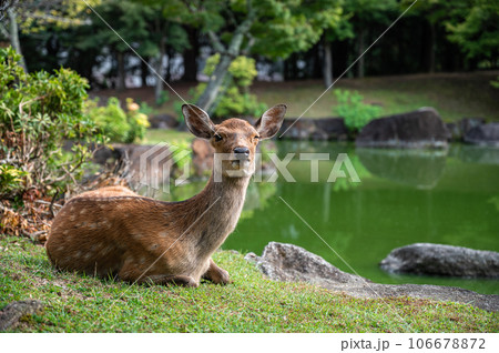 池の側に座る奈良公園の鹿 池の側に座る奈良公園の鹿 106678872