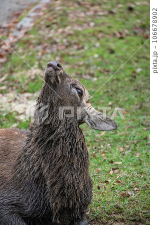 角を切られた牡鹿 奈良公園 角を切られた牡鹿 奈良公園 106678902