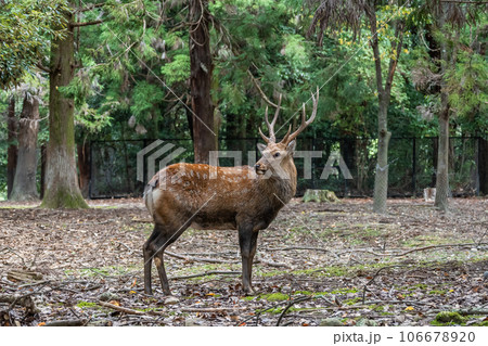 森の中の鹿 奈良公園 森の中の鹿 奈良公園 106678920