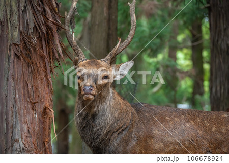 森の中の鹿 奈良公園 森の中の鹿 奈良公園 106678924