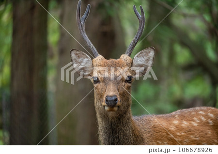 森の中の鹿 奈良公園 森の中の鹿 奈良公園 106678926
