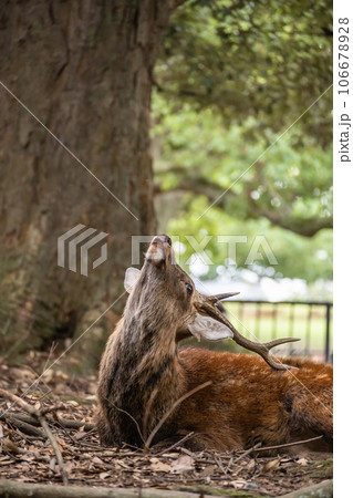 森の中の鹿 奈良公園 森の中の鹿 奈良公園 106678928