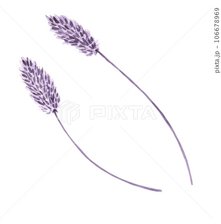 Watercolor plant spikelet isolated Watercolor plant spikelet isolated 106678969