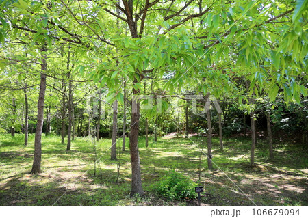 新緑の公園 橡の林 新緑の公園 橡の林 106679094