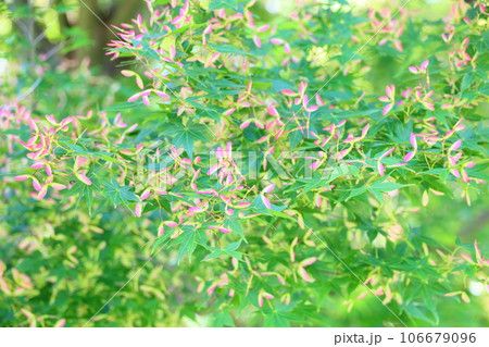 イロハモミジの双葉 106679096