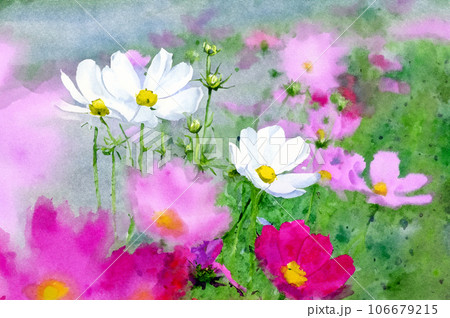 水彩で描いたコスモス畑のイラスト素材 [106679215] - PIXTA