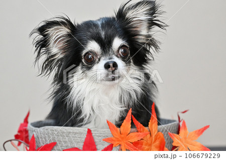 チワワとモミジのアップ　秋　紅葉　秋イメージ 106679229