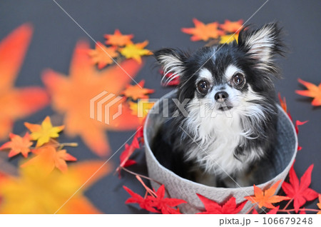 見上げてカメラ目線のチワワとモミジ　秋　紅葉　秋イメージ 106679248