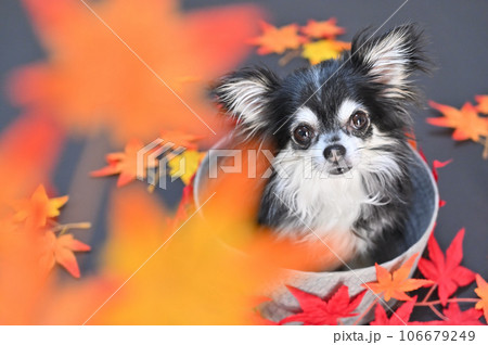 見上げてカメラ目線のチワワとモミジ　秋　紅葉　秋イメージ 106679249