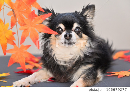 チワワとモミジ　秋　紅葉　秋イメージ 106679277