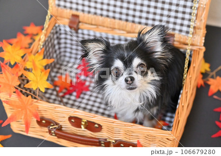 バスケットに入るチワワとモミジ　秋　紅葉　秋イメージ 106679280
