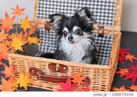 バスケットに入るチワワとモミジ　秋　紅葉　秋イメージ 106679308