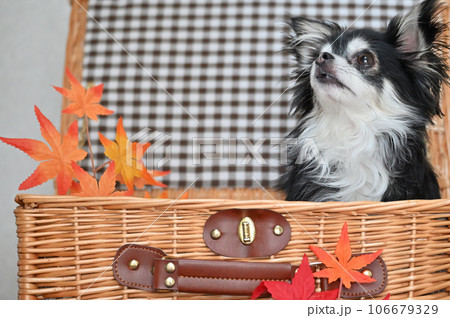 バスケットに入るチワワとモミジ　秋　紅葉　秋イメージ 106679329