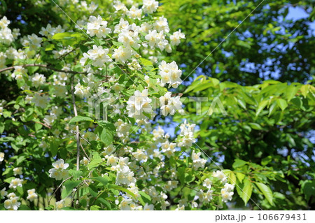 バイカウツギの花 バイカウツギの花 106679431