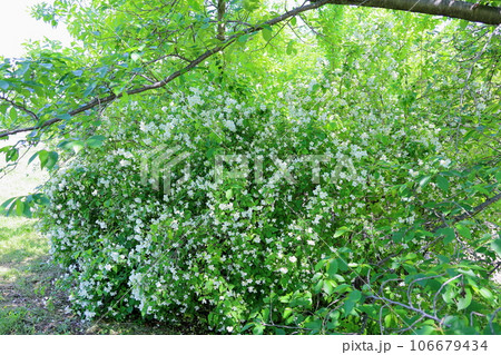バイカウツギの花 106679434