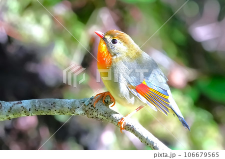 どこからともなく来て目の前に止まった可愛いくて綺麗なソウシチョウ 106679565