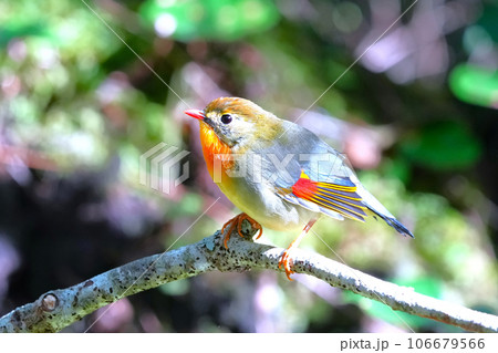 どこからともなく来て目の前に止まった可愛いくて綺麗なソウシチョウ 106679566