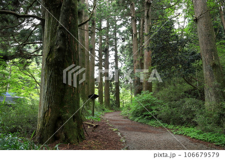 雨に煙る箱根旧街道　神奈川県 106679579
